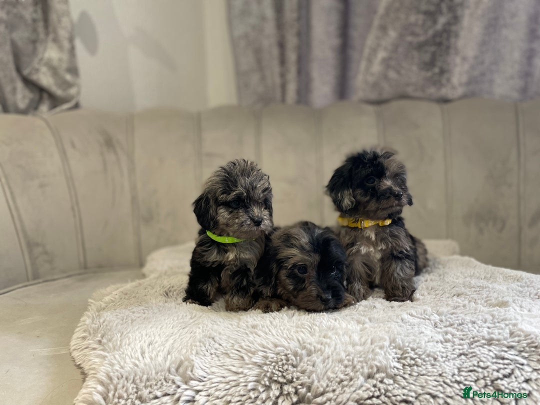 Cockapoo dogs for sale:  pra clear cockapoo puppy’s ready in 1 weeks - Image 14