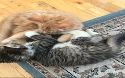British Longhair cats for sale: 2 Very Attached Fluffy Kittens for Sale  - Image 3