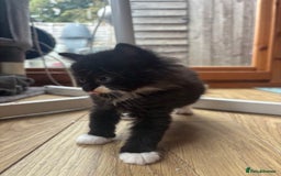 Ragdoll cats for sale: 3 beautiful ragdoll kittens available  - Image 2