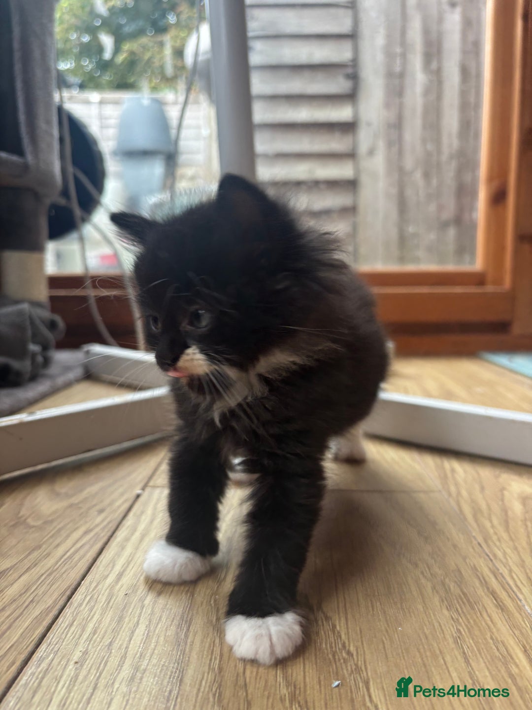 Ragdoll cats for sale: 3 beautiful ragdoll kittens available  - Image 2