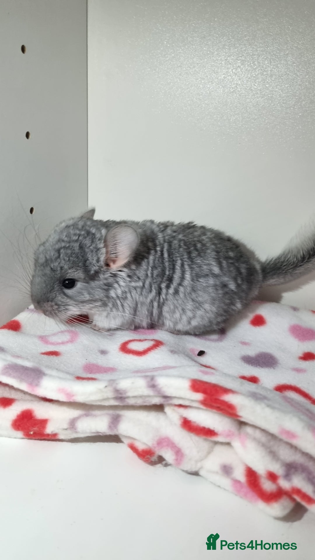 Chinchilla rodents for sale: Sapphire Velvet RPAC (Male) Chinchilla kit - Advert 9