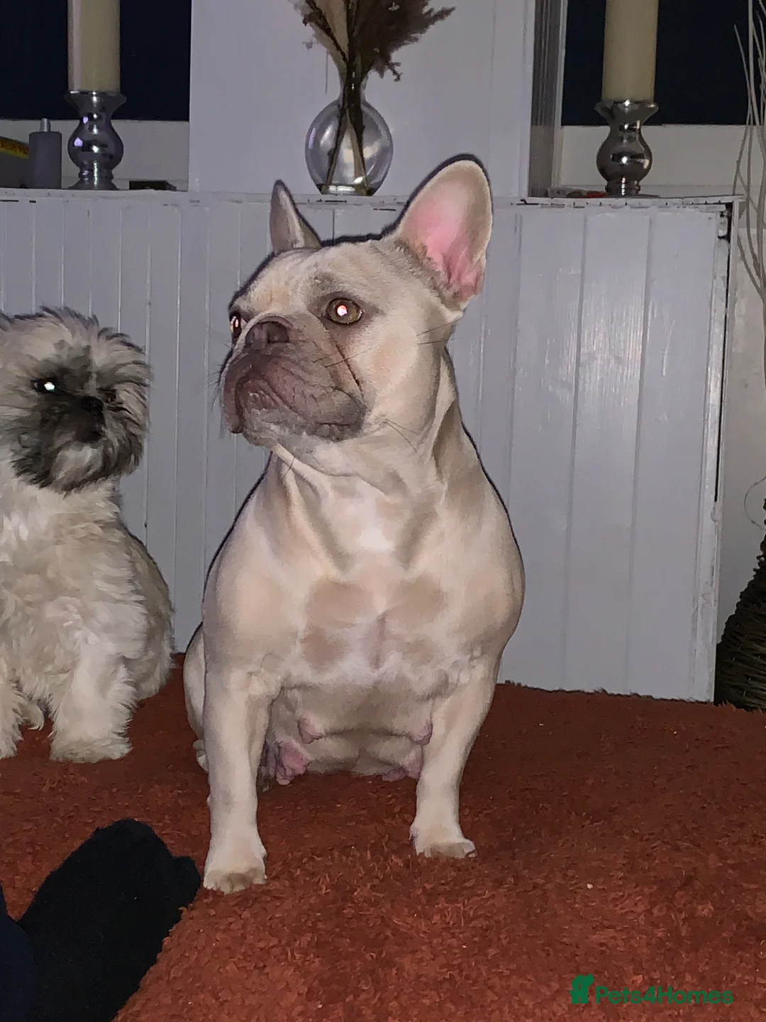 French Bulldog dogs for sale: Beautiful Red fawn  - Advert 1