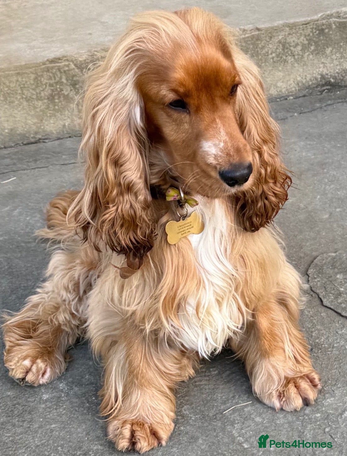 Cocker Spaniel dogs LUDO Golden KC Show Cocker Spaniel Stud BEST TEST  - Advert 2