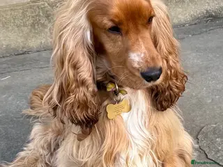 Cocker Spaniel dogs LUDO Golden KC Show Cocker Spaniel Stud BEST TEST - Advert 2