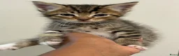 Mixed Breed cats for sale: Beautiful Siberian Cross Kittens  - Advert 7