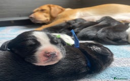 Springador dogs for sale: STUNNING SPRINGADOR PUPPIES  - Image 35