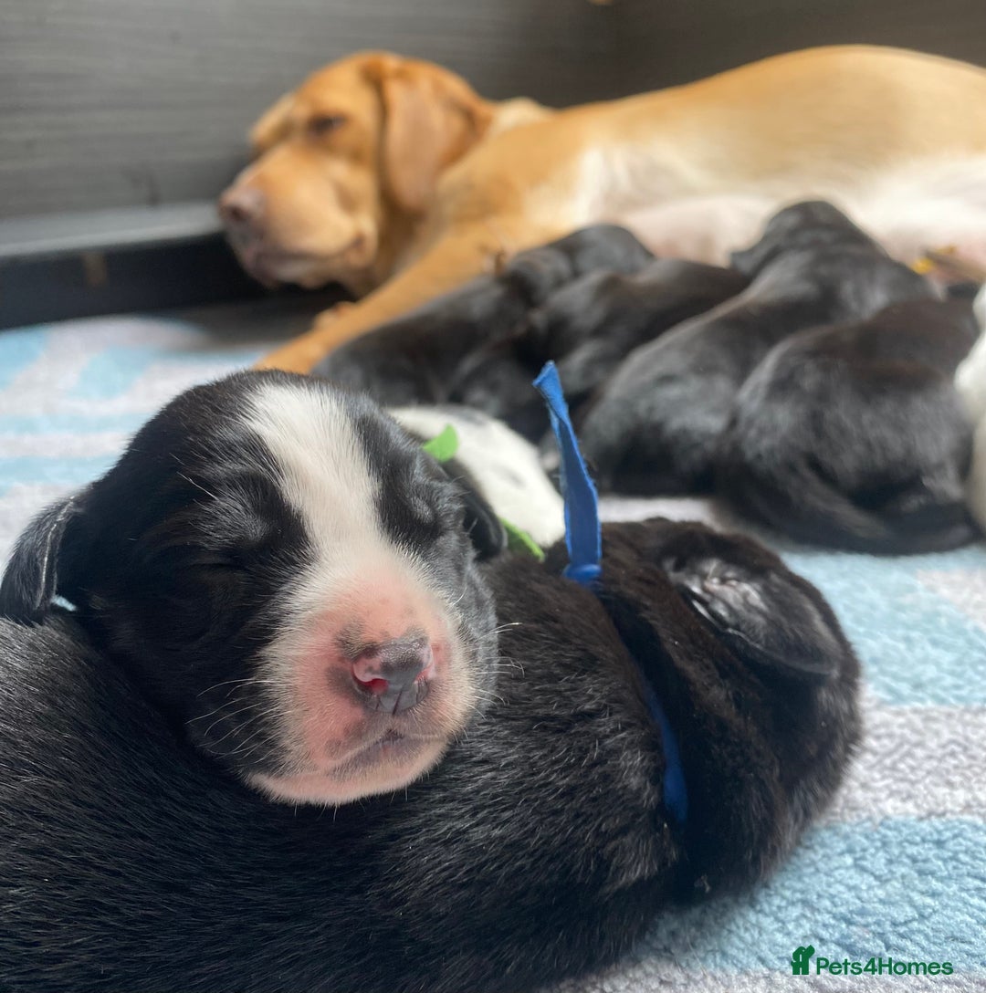 Springador dogs for sale: STUNNING SPRINGADOR PUPPIES  - Image 35