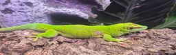 Gecko reptiles for sale: 1 x pair of Giant madagascan day geckos for sale  in Manchester - Advert 1