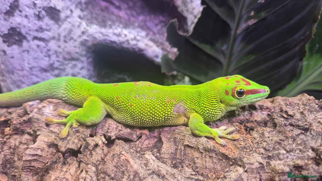 Gecko reptiles for sale: 1 x pair of Giant madagascan day geckos for sale  in Manchester - Advert 1