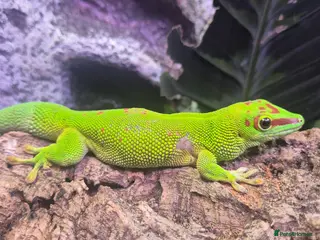 Gecko reptiles 1 x pair of Giant madagascan day geckos for sale - Advert 10