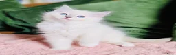 Ragdoll cats for sale: 💙 ACTIVE REGISTERED RAGDOL, DNA TESTED PARENTS 💙 - Advert 4