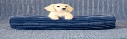 Miniature Dachshund dogs for sale: Rare Cream Mini Longcoat Dachshund Puppies in Dalkeith - Advert 8