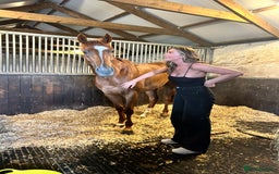 English Thoroughbred horses for sale: Dream 4 year old thoroughbred mare - Image 3