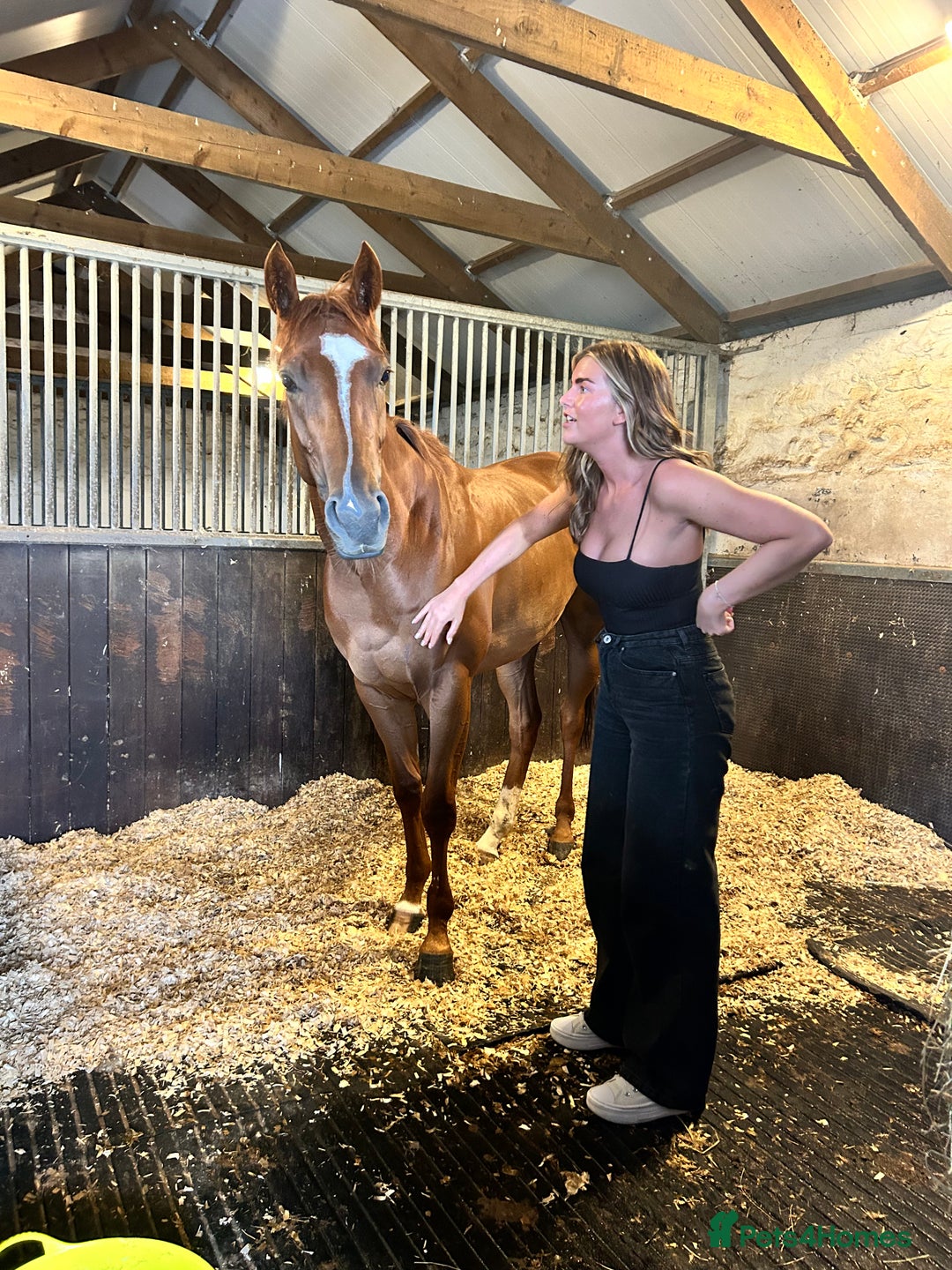 English Thoroughbred horses for sale: Dream 4 year old thoroughbred mare - Image 3