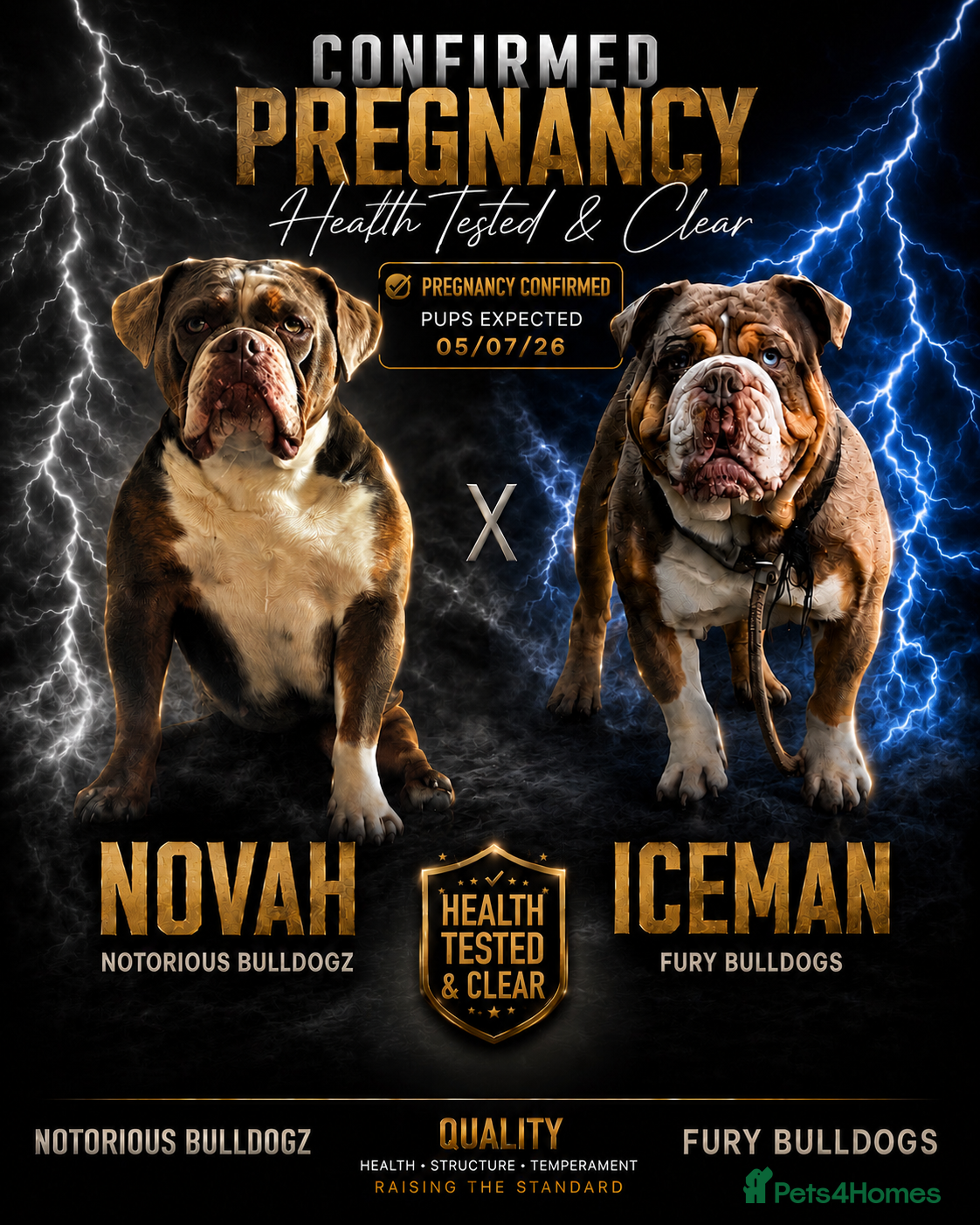 Olde English Bulldogge dogs 🐾 Exciting News – Puppies Expected July 2026! 🐾 - Advert 1