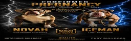 Olde English Bulldogge dogs for sale: 🐾 Exciting News – Puppies Expected July 2026! 🐾 - Advert 1
