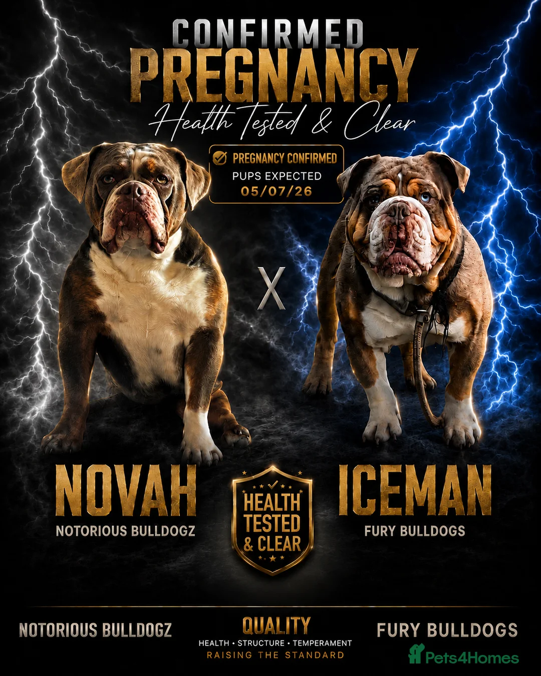Olde English Bulldogge dogs for sale: 🐾 Exciting News – Puppies Expected July 2026! 🐾 - Advert 1