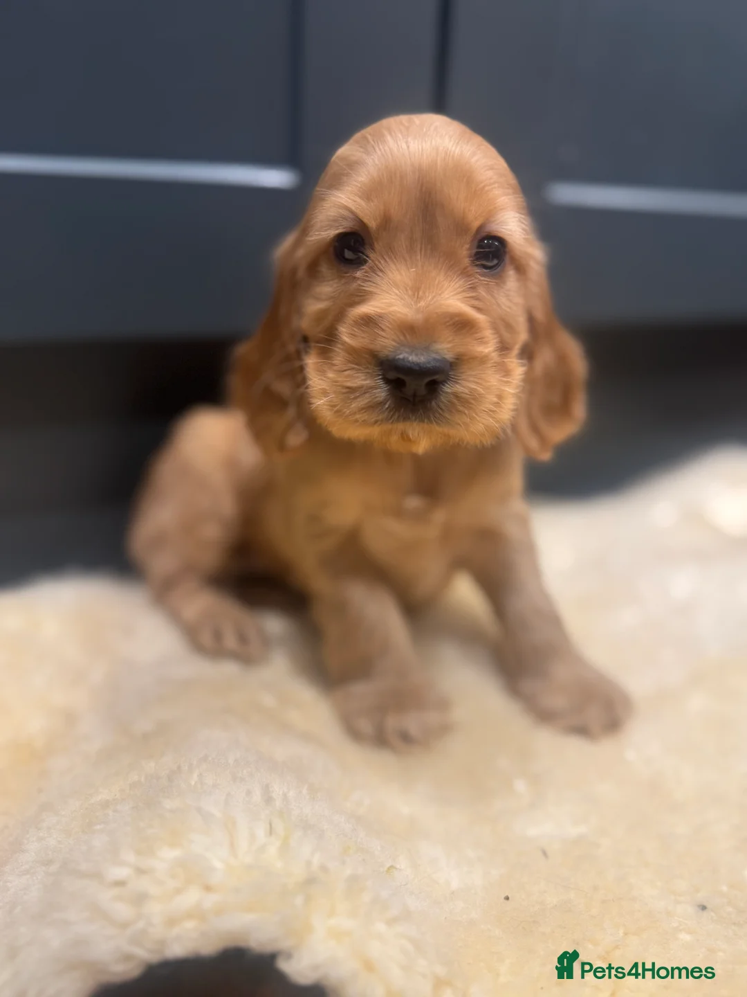 Cocker Spaniel dogs for sale: Gorgeous golden Show Cocker spaniel Litter  - Advert 10