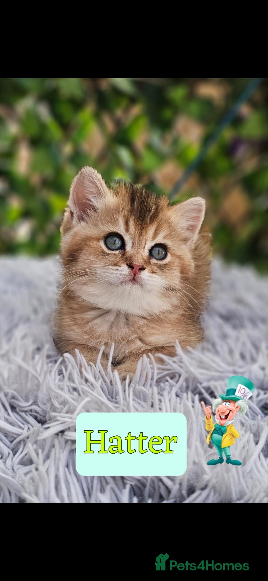 British Shorthair cats 🔯 Can leave from the 14th  ♂️🐈🔯 - Advert 1