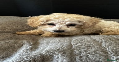 Toy Poodle dogs - Advert 9