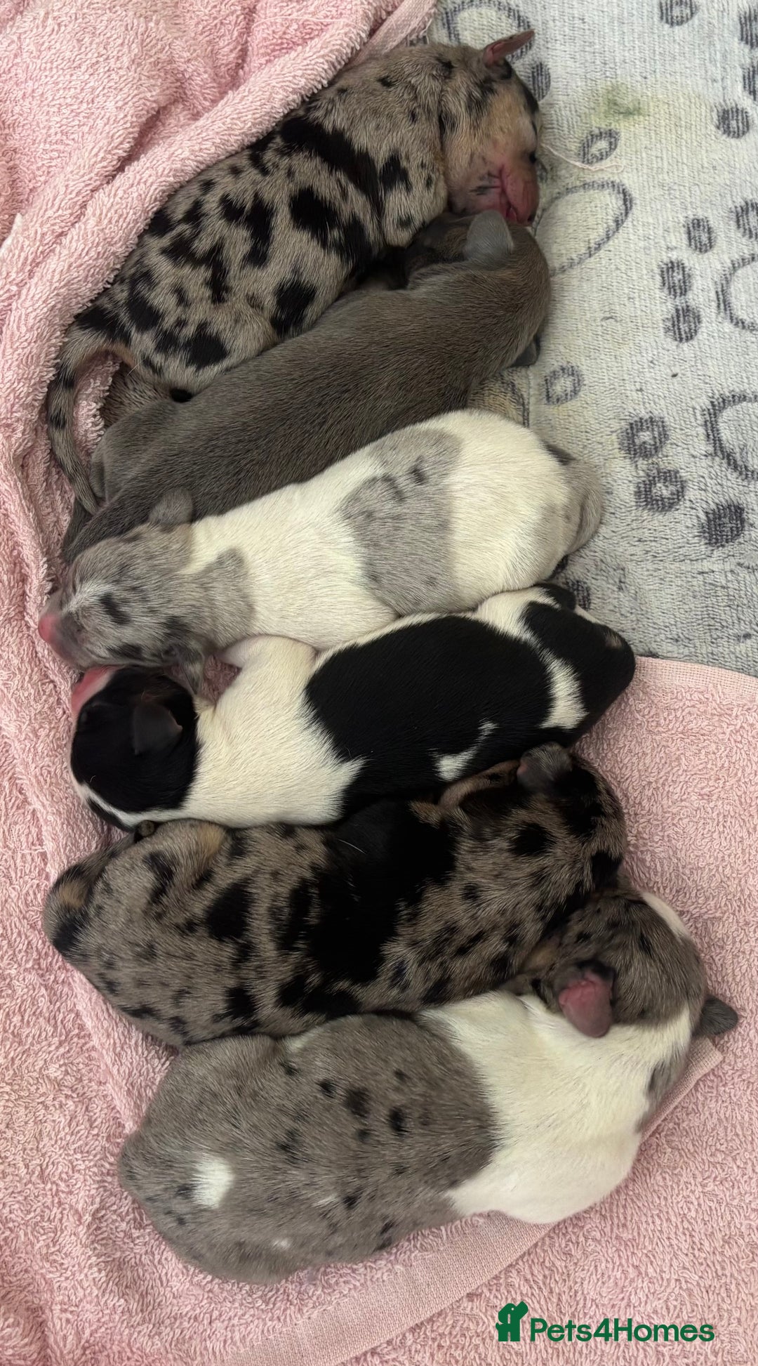 Mixed Breed dogs for sale: Unique mixed breed - Image 7