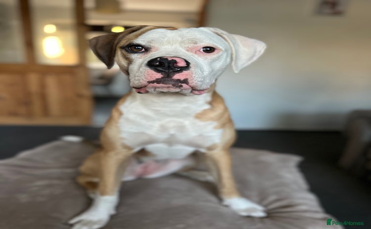 American Bulldog dogs - Advert 1