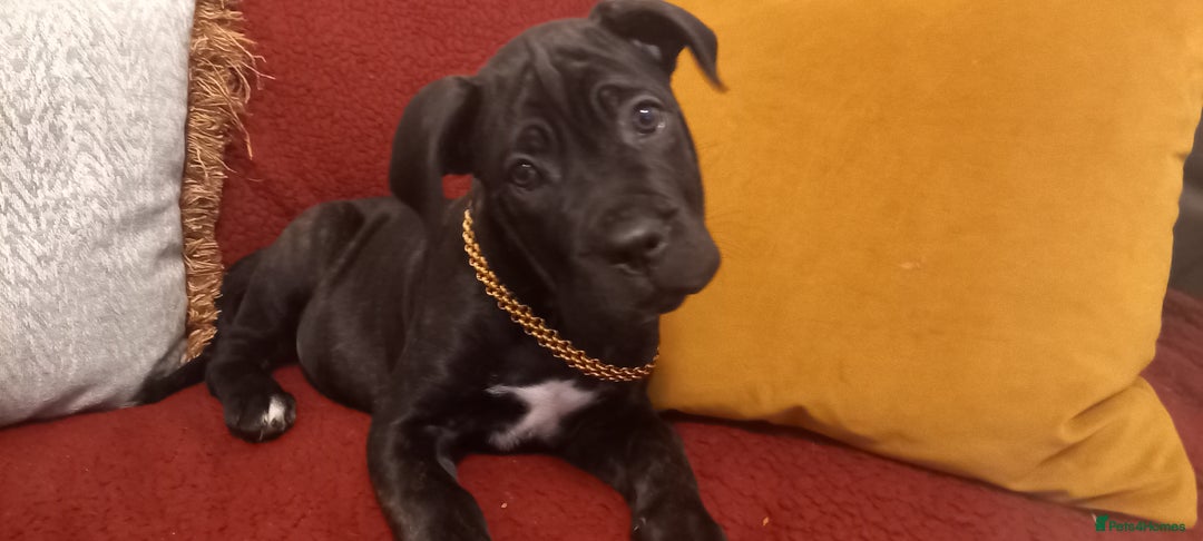 Cane Corso dogs for sale: ANNOUNCEMENT ONLY UK LITTER DEL DYRIUM LINES  🖤  - Advert 39