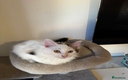 Mixed Breed cats for sale: Beautiful Ragdoll Kittens  - Advert 3