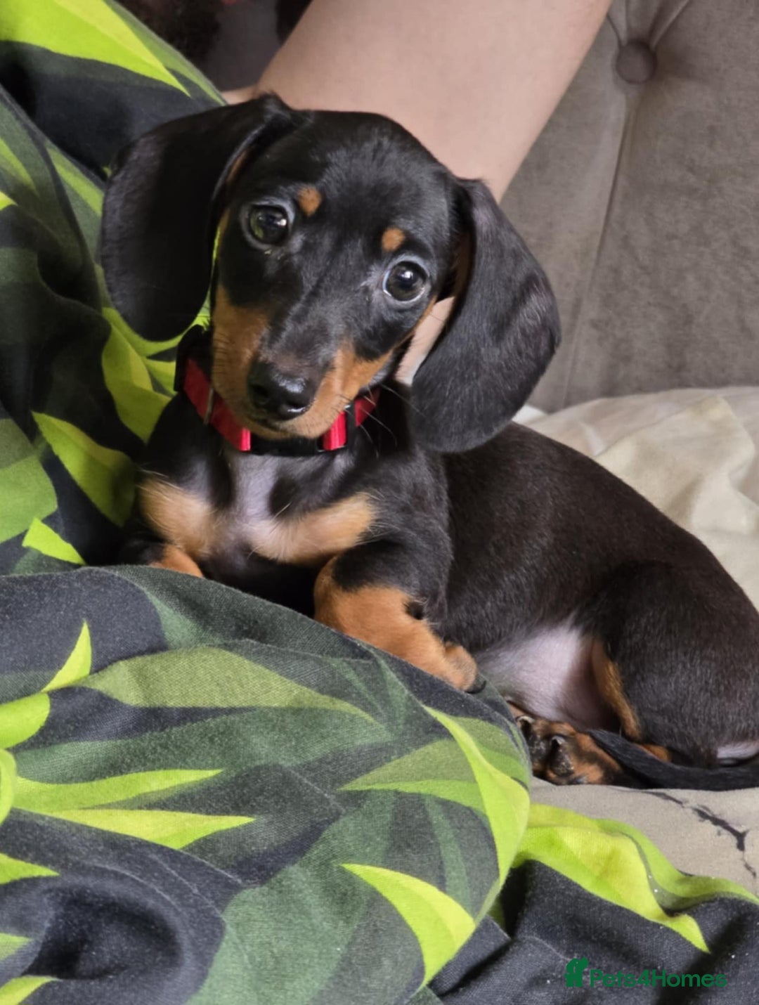Miniature Dachshund dogs for sale: Miniature dachshunds  - Image 4