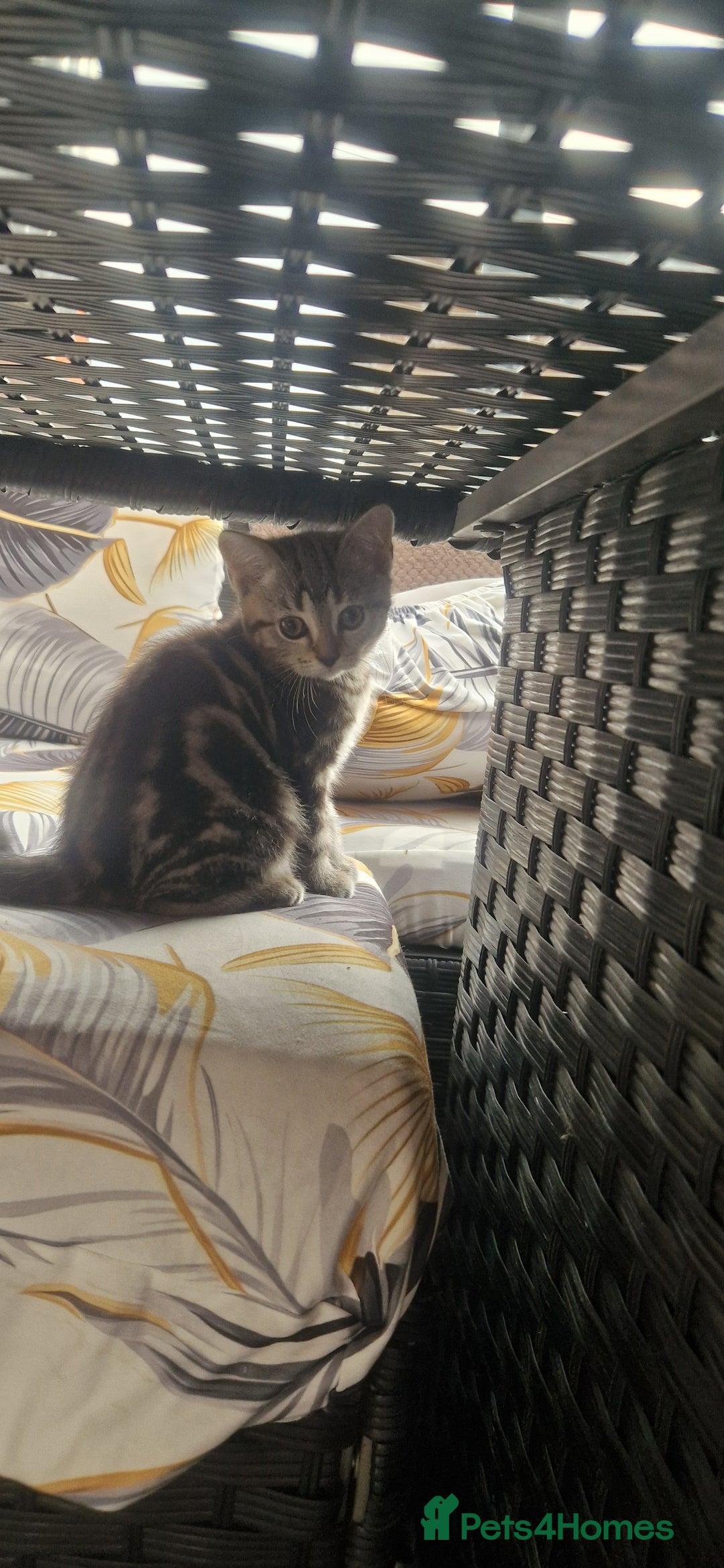 British Shorthair cats for sale: Cute british-shorthair kittens  - Image 22