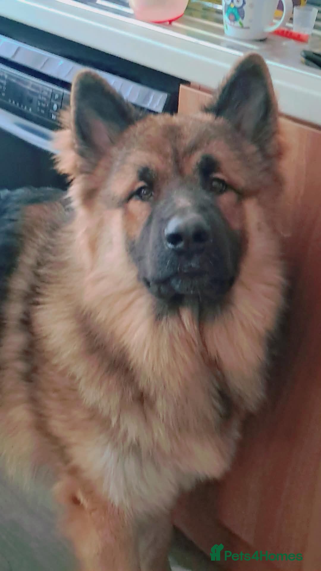 Mixed Breed dogs for sale: 3 remaining Alaskan Shepherds  - Advert 3