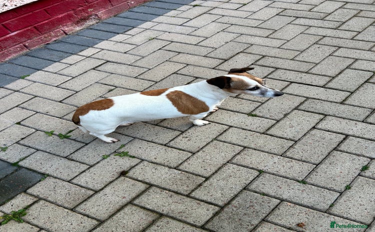 Jack Russell dogs - Advert 14