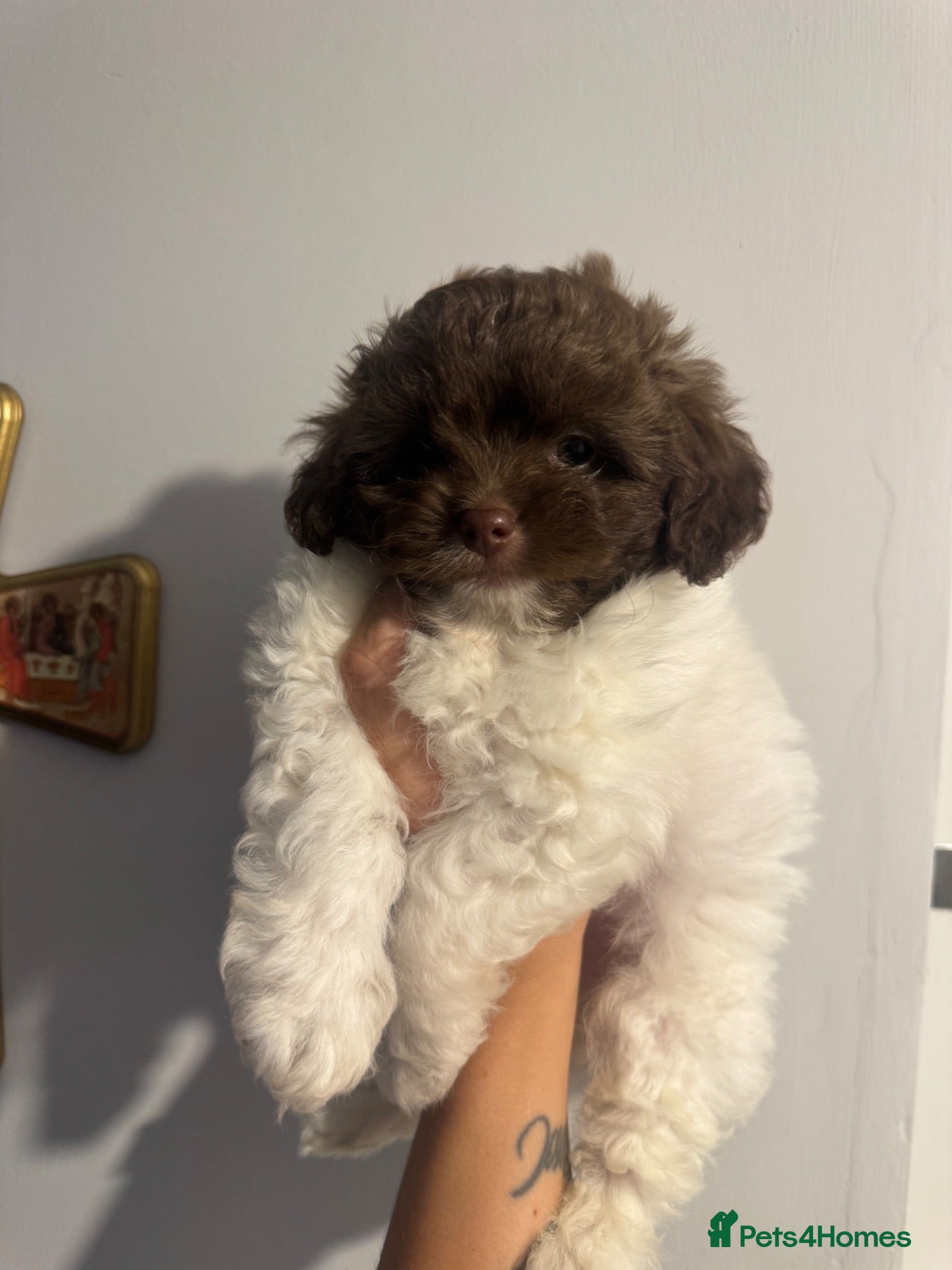 Shihpoo dogs Imperial toy Shih poo puppies  - Advert 1