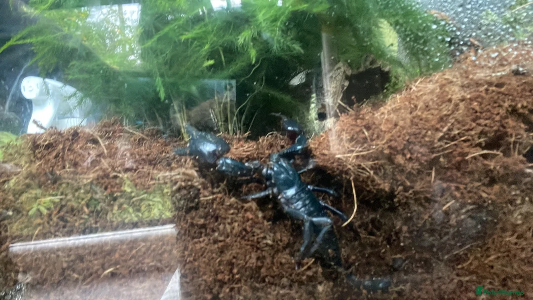 Scorpions invertebrates for sale: Asian forest scorpion adult in Glasgow - Advert 1