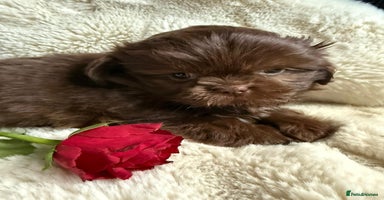 Shih Tzu dogs - Advert 13