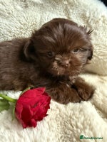 Shih Tzu dogs - Advert 8