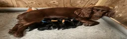 Cocker Spaniel dogs for sale: KC Registered Working Cocker Spaniel Puppies - Advert 4