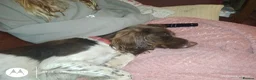 Sprocker dogs for sale: F1 sprocker puppies - Advert 4