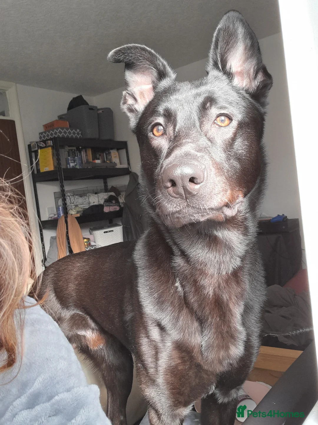 Belgian Shepherd Dog dogs for sale: Black Belgium mal - Advert 6