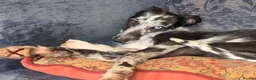 Lurcher dogs for sale: Male Lurcher Looking for a Loving Home - Advert 2