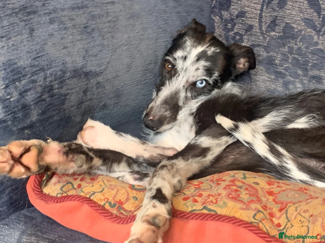 Lurcher dogs for sale: Male Lurcher Looking for a Loving Home - Advert 2