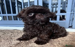 Shih Tzu dogs for sale: Stunning KC chocolate imperial Shihtzu puppies - Image 30