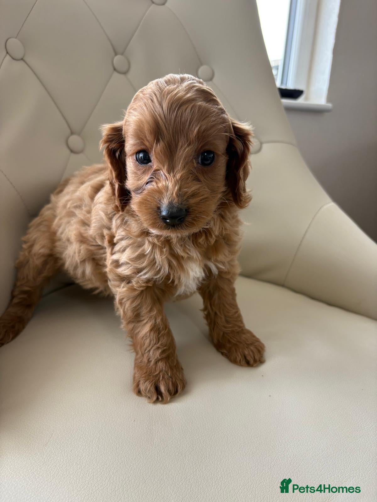 Cockapoo dogs Beautiful F1 Cockerpoo’s - Advert 3