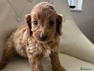 Cockapoo dogs Beautiful F1 Cockerpoo’s - Advert 3