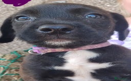 Mixed Breed dogs for sale: Beautiful Chunky Pocket Bully X Cockapoo  - Image 1