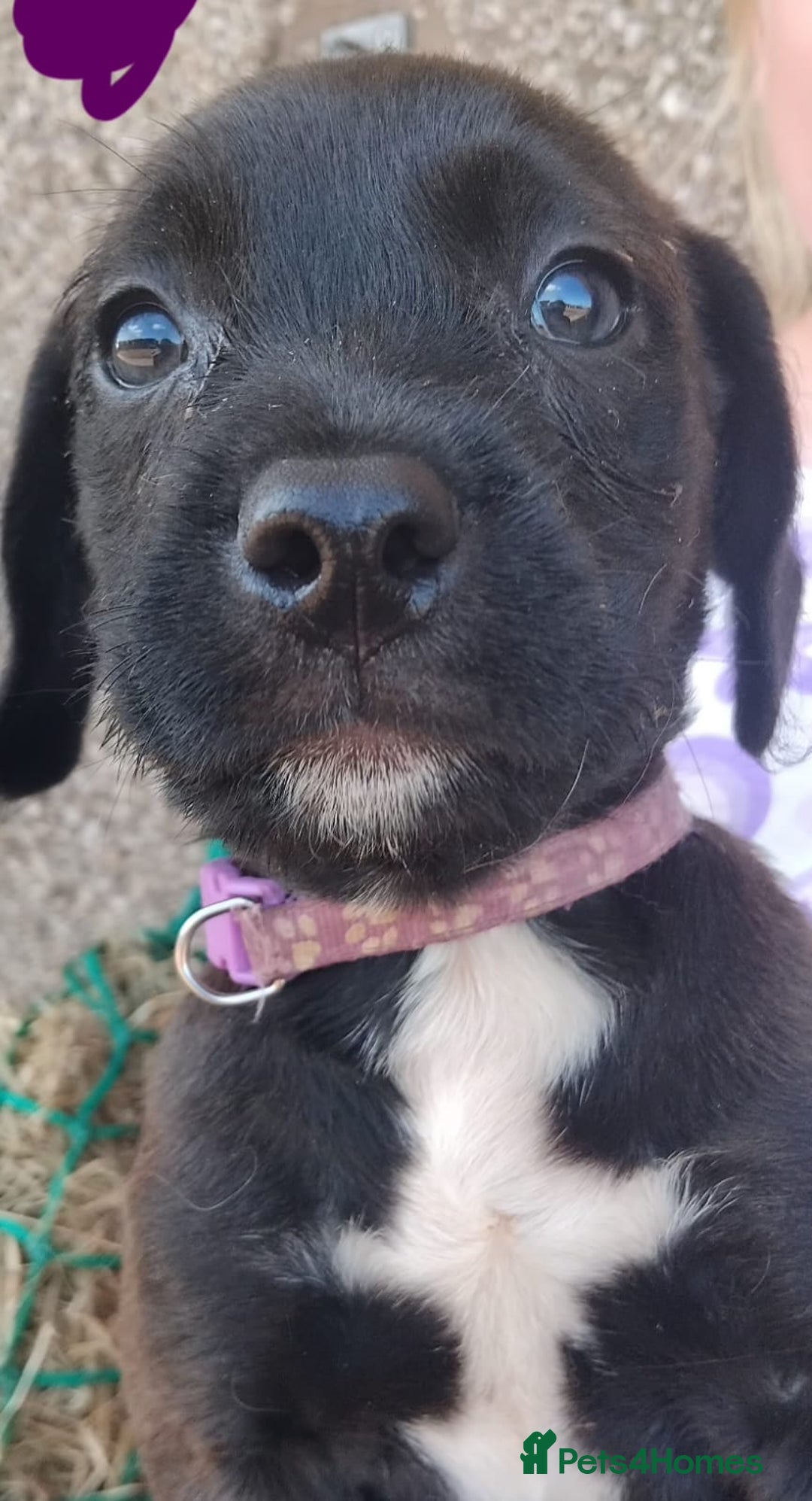 Mixed Breed dogs for sale: Beautiful Chunky Pocket Bully X Cockapoo  - Image 1
