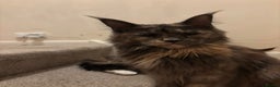 Maine Coon cats for sale: 2 male maincoons for sale  - Advert 4