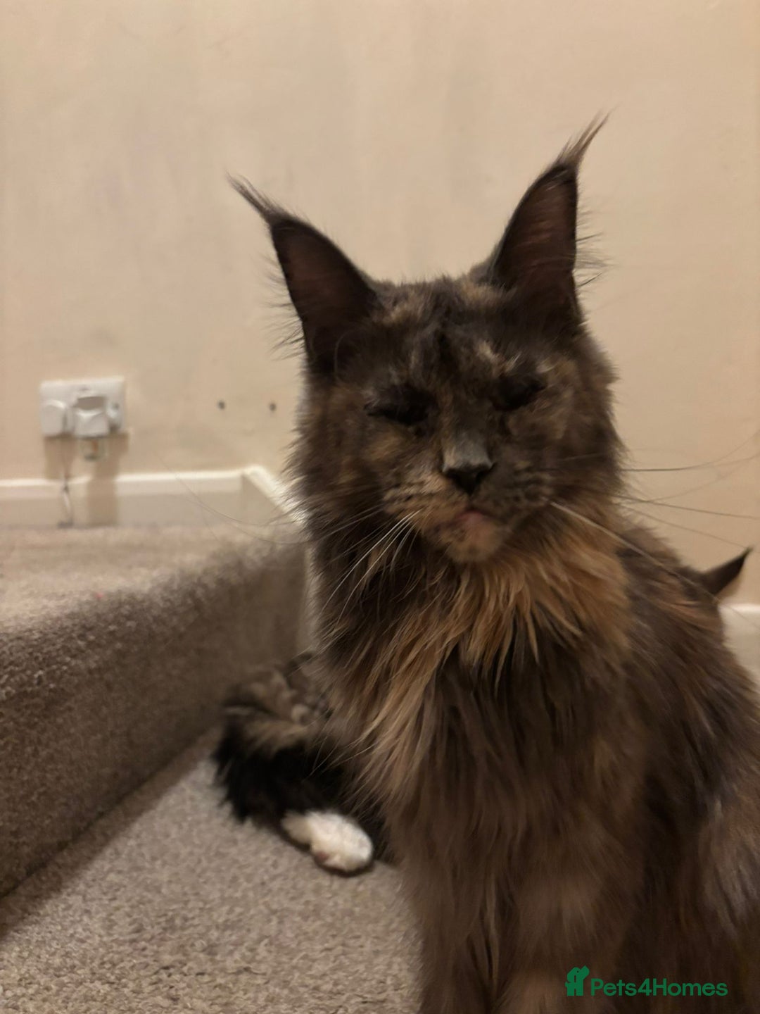 Maine Coon cats for sale: 2 male maincoons for sale  - Advert 4