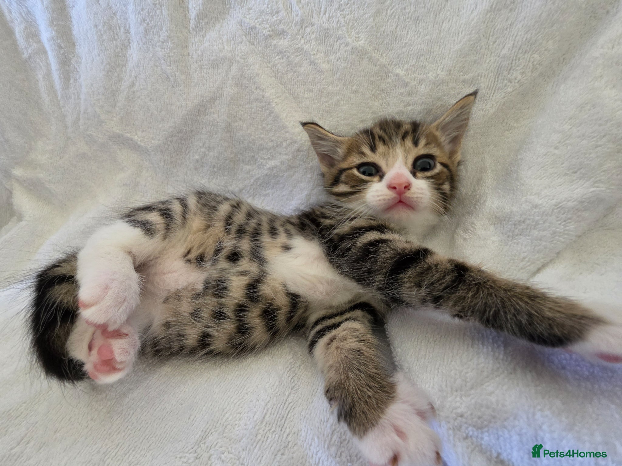 Persian cats Fluffy Perisan Kittens looking for Forever Homes - Advert 1