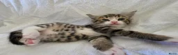 Persian cats for sale: Fluffy Perisan Kittens looking for Forever Homes in Edinburgh - Advert 1